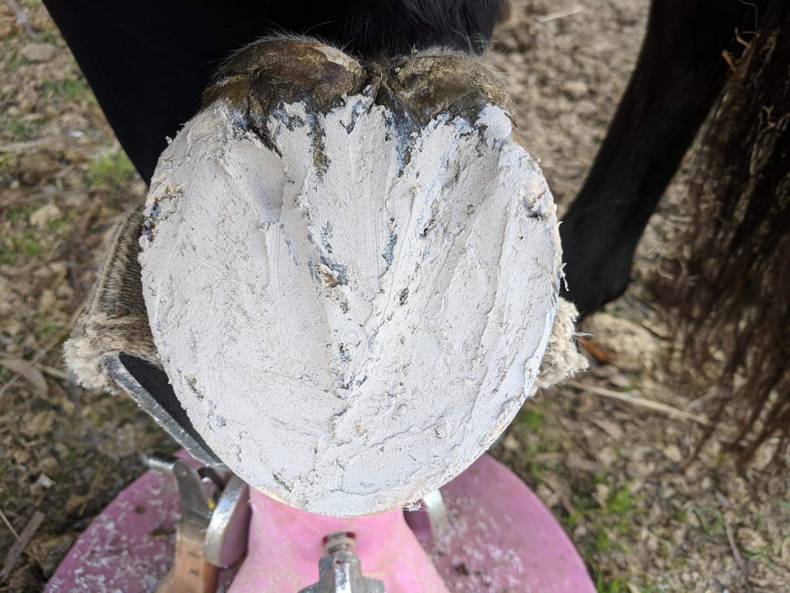 hoof clay applied to sole