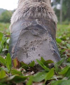 hoof clay filling a seedy toe cavity