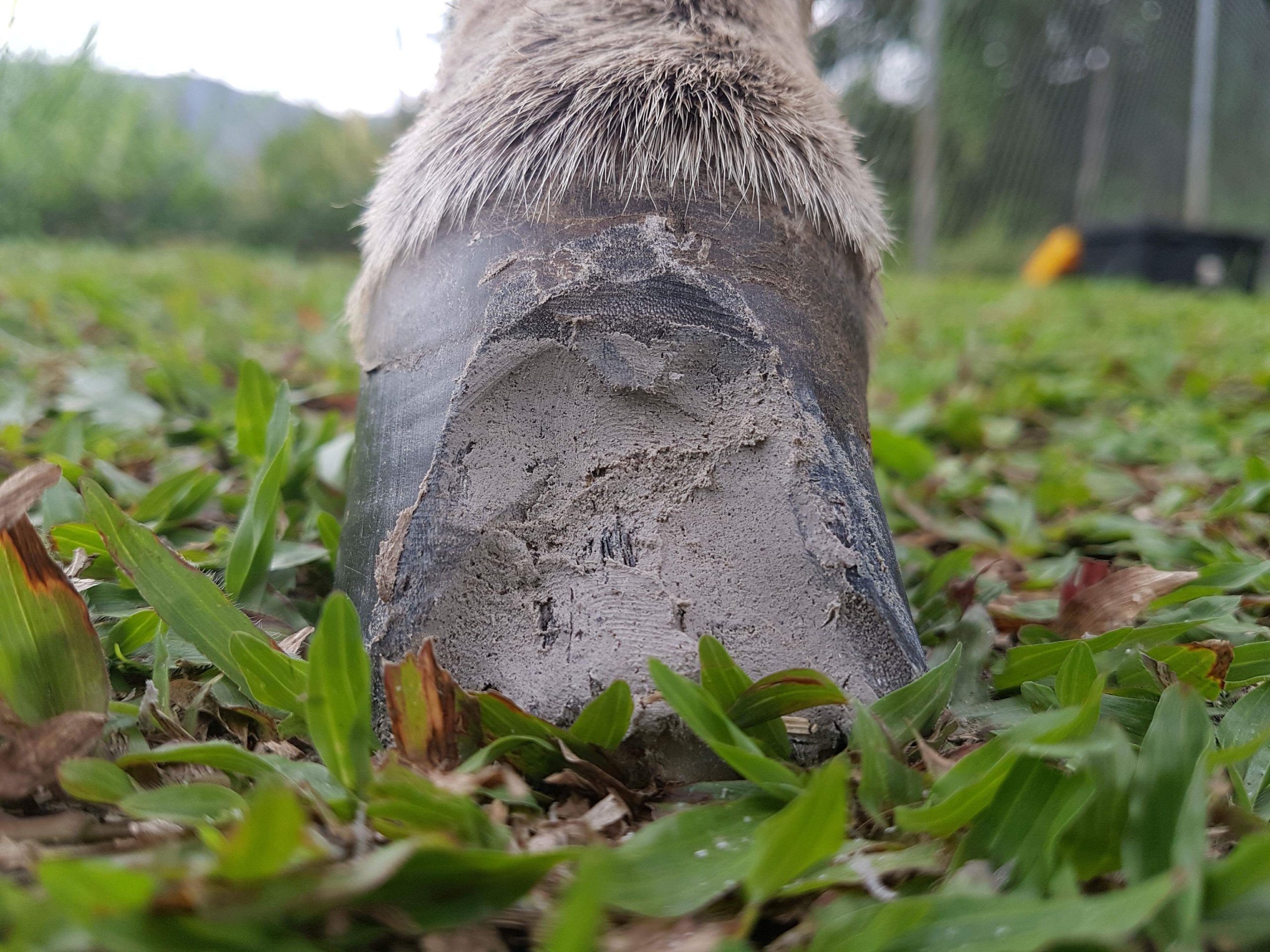 hoof clay filling a seedy toe cavity