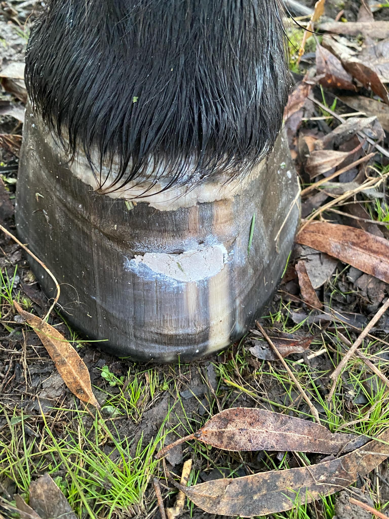 clay packed into abscess hole