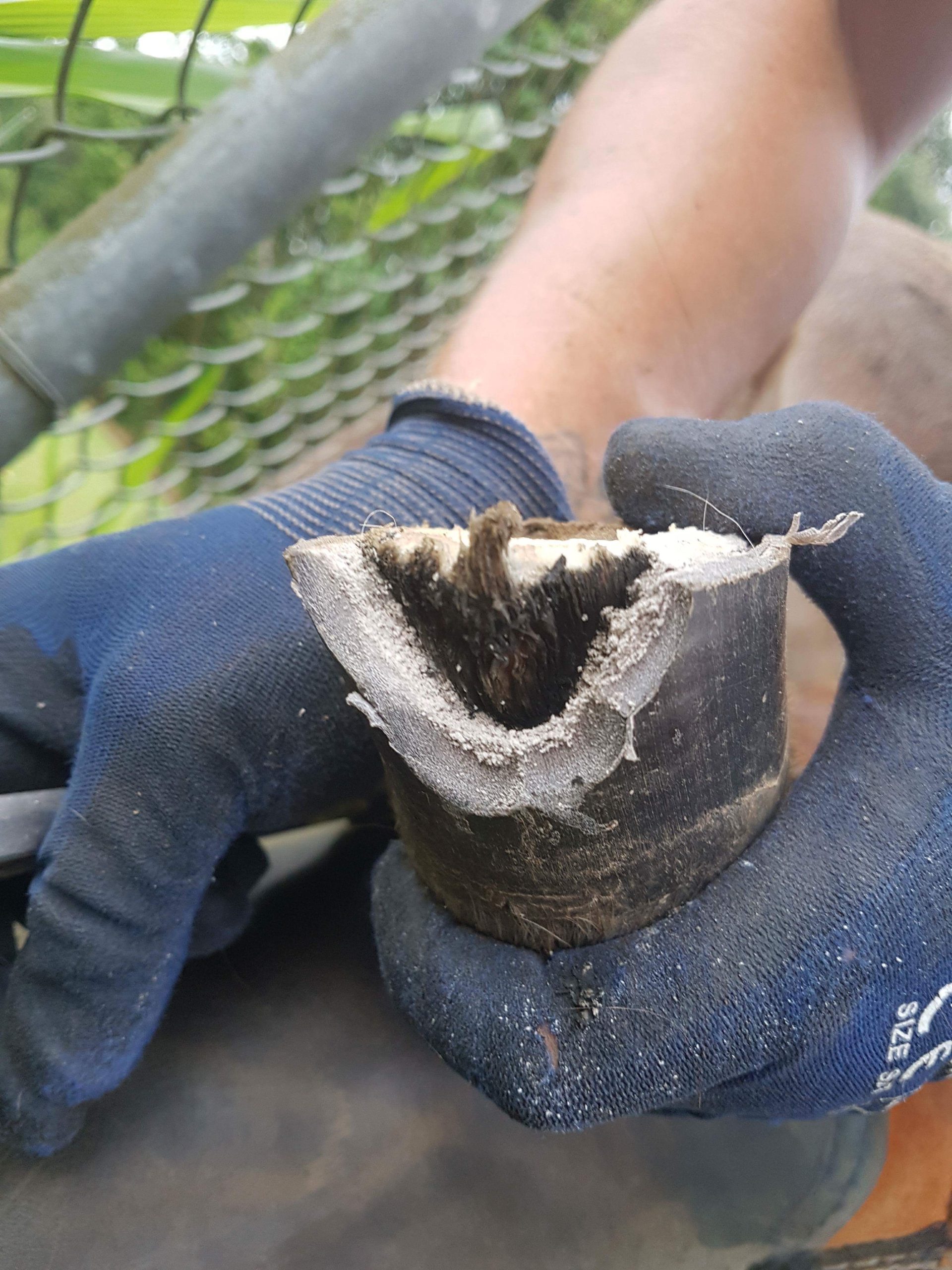 hoof clay filling a seedy toe cavity